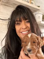 Red boy, a male Miniature Labradoodle for sale in Bakersfield, CA – Photo 7 of 10