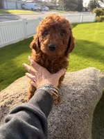 Red boy, a male Miniature Labradoodle for sale in Bakersfield, CA – Photo 3 of 10