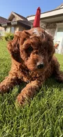 Red boy, a male Miniature Labradoodle for sale in Bakersfield, CA – Photo 8 of 10