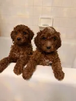 Red boy, a male Miniature Labradoodle for sale in Bakersfield, CA – Photo 9 of 10