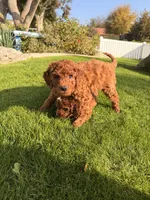 Red boy, a male Miniature Labradoodle for sale in Bakersfield, CA – Photo 2 of 10