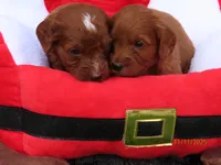 Red boy, a male Miniature Labradoodle for sale in Bakersfield, CA – Photo 5 of 10