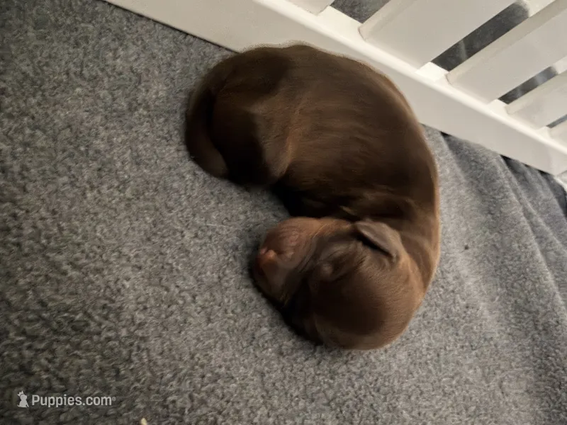 3 girl  – Australian Labradoodle puppy for sale in Bakersfield, CA