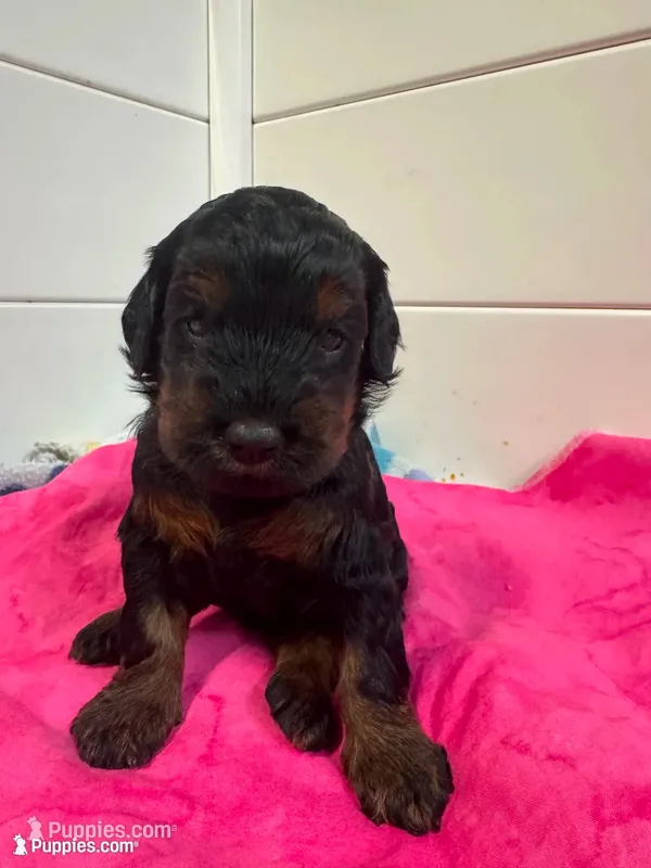 Pup1 – Australian Labradoodle puppy for sale in Bakersfield, CA