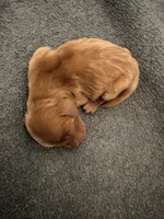 Red, a male Miniature Labradoodle for sale in Bakersfield, CA – 3 of 5