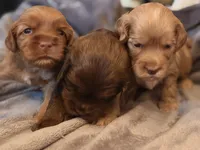 Tiny red, a female Australian Labradoodle for sale in Bakersfield, CA – 4 of 4