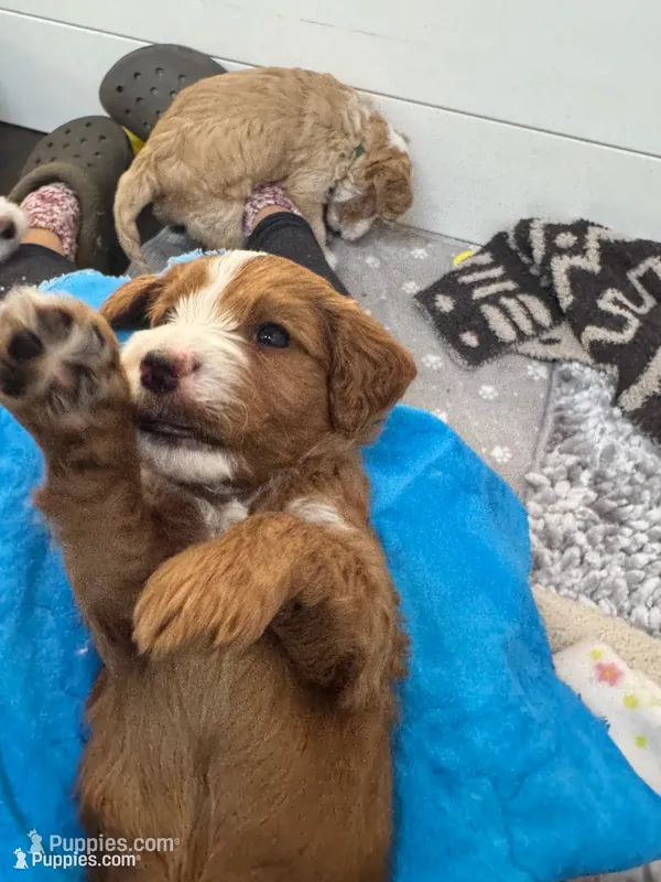 Blue boy – Australian Labradoodle puppy for sale in Bakersfield, CA