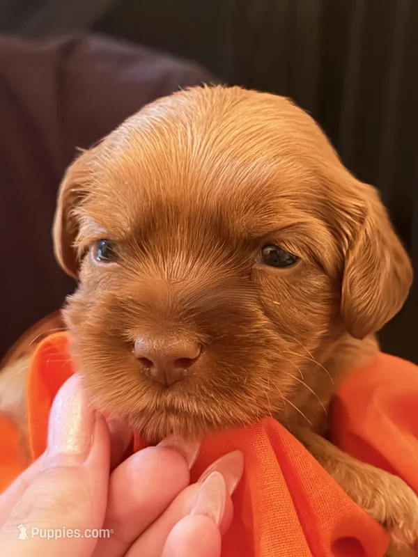Tiny red – Australian Labradoodle puppy for sale in Bakersfield, CA