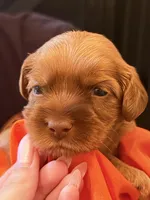 Tiny red, a female Australian Labradoodle for sale in Bakersfield, CA – 1 of 4