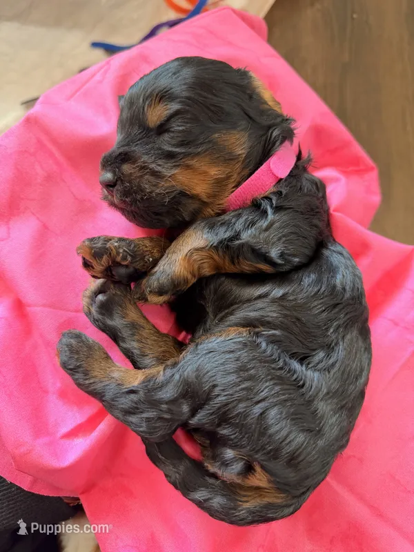 Pup1 – Australian Labradoodle puppy for sale in Bakersfield, CA