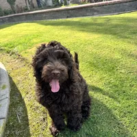 Chocolate, a male Labradoodle and Australian Labradoodle for sale in Bakersfield, CA – Photo 1 of 6