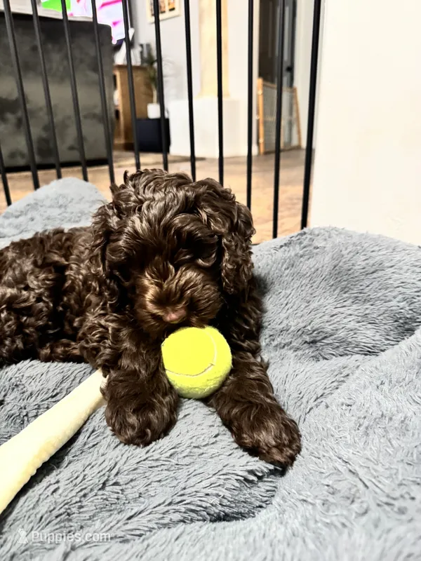 Chocolate – Labradoodle, Australian Labradoodle puppy for sale in Bakersfield, CA