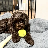 Chocolate, a male Labradoodle and Australian Labradoodle for sale in Bakersfield, CA – Photo 3 of 6