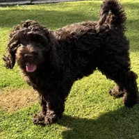 Chocolate, a male Labradoodle and Australian Labradoodle for sale in Bakersfield, CA – Photo 5 of 6