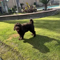 Chocolate, a male Labradoodle and Australian Labradoodle for sale in Bakersfield, CA – Photo 4 of 6