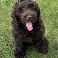 Chocolate, a male Labradoodle and Australian Labradoodle for sale in Bakersfield, CA – Photo 2 of 6