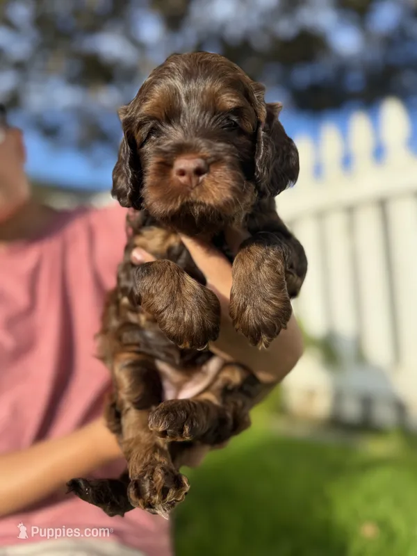 Chocolate girl – Australian Labradoodle puppy for sale in Bakersfield, CA