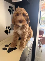 Boy2, a male Australian Labradoodle for sale in Bakersfield, CA – 10 of 10