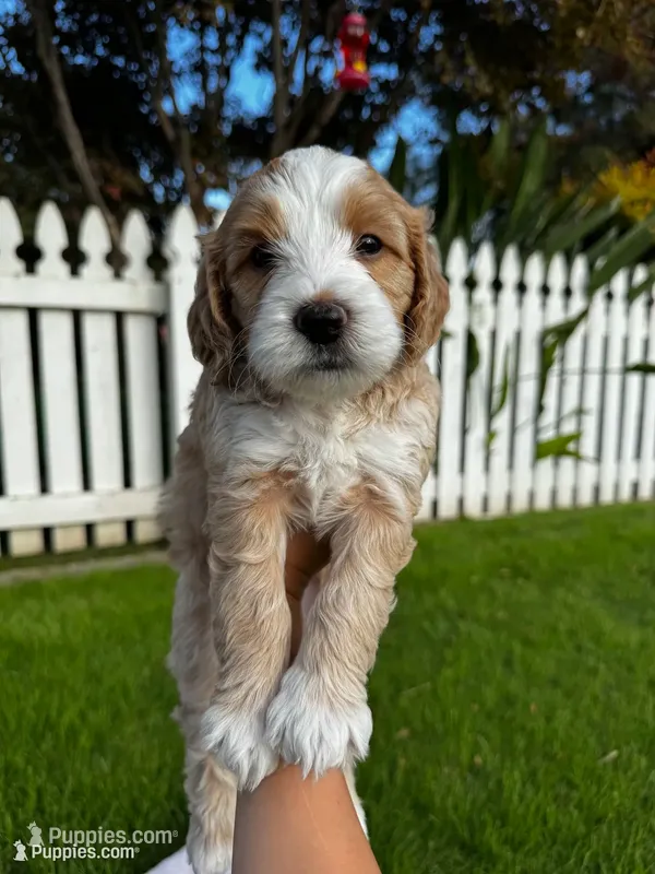2girl – Australian Labradoodle puppy for sale in Bakersfield, CA