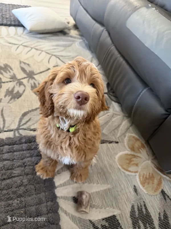 Boy1 – Labradoodle puppy for sale in Bakersfield, CA