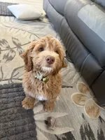 Boy1, a male Labradoodle for sale in Bakersfield, CA – 1 of 10