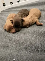 3 girl , a female Australian Labradoodle for sale in Bakersfield, CA – 6 of 7