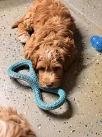 Auto, a male Australian Labradoodle for sale in Bakersfield, CA – 3 of 5