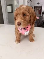 Pinky, a female Miniature Labradoodle for sale in Bakersfield, CA – 10 of 10