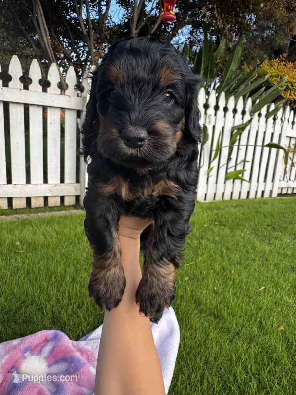 Pup1 – Australian Labradoodle puppy for sale in Bakersfield, CA