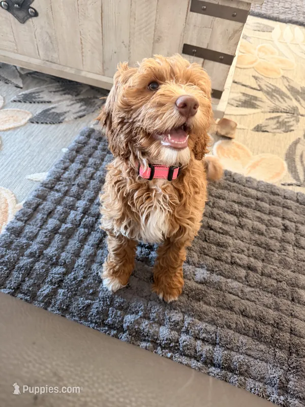 Annie – Miniature Labradoodle puppy for sale in Bakersfield, CA