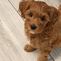 Red mini, a female Miniature Labradoodle and Australian Labradoodle for sale in Bakersfield, CA – Photo 2 of 10