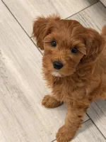 Red mini, a female Miniature Labradoodle and Australian Labradoodle for sale in Bakersfield, CA – Photo 2 of 10