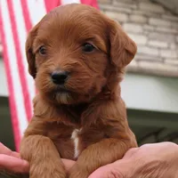 Red mini, a female Miniature Labradoodle and Australian Labradoodle for sale in Bakersfield, CA – Photo 5 of 10