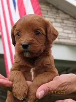 Red mini, a female Miniature Labradoodle and Australian Labradoodle for sale in Bakersfield, CA – Photo 5 of 10