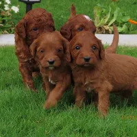Red mini, a female Miniature Labradoodle and Australian Labradoodle for sale in Bakersfield, CA – Photo 8 of 10