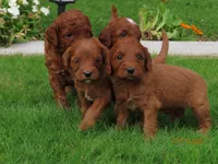 Red mini, a female Miniature Labradoodle and Australian Labradoodle for sale in Bakersfield, CA – Photo 8 of 10