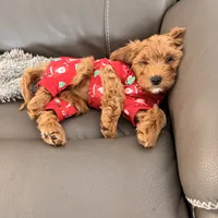 Red mini, a female Miniature Labradoodle and Australian Labradoodle for sale in Bakersfield, CA – Photo 1 of 10