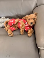 Red mini, a female Miniature Labradoodle and Australian Labradoodle for sale in Bakersfield, CA – Photo 1 of 10