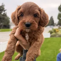 Red mini, a female Miniature Labradoodle and Australian Labradoodle for sale in Bakersfield, CA – Photo 4 of 10