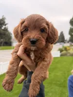 Red mini, a female Miniature Labradoodle and Australian Labradoodle for sale in Bakersfield, CA – Photo 4 of 10