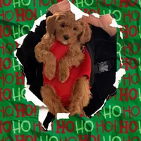 Red mini, a female Miniature Labradoodle and Australian Labradoodle for sale in Bakersfield, CA – Photo 3 of 10