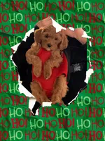 Red mini, a female Miniature Labradoodle and Australian Labradoodle for sale in Bakersfield, CA – Photo 3 of 10