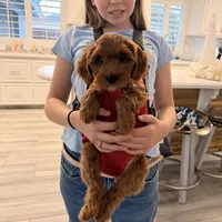 Red mini, a female Miniature Labradoodle and Australian Labradoodle for sale in Bakersfield, CA – Photo 9 of 10