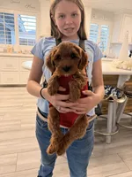 Red mini, a female Miniature Labradoodle and Australian Labradoodle for sale in Bakersfield, CA – Photo 9 of 10