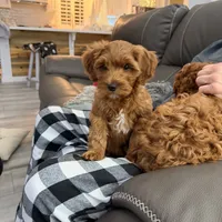 Red mini, a female Miniature Labradoodle and Australian Labradoodle for sale in Bakersfield, CA – Photo 10 of 10