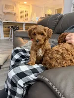 Red mini, a female Miniature Labradoodle and Australian Labradoodle for sale in Bakersfield, CA – Photo 10 of 10