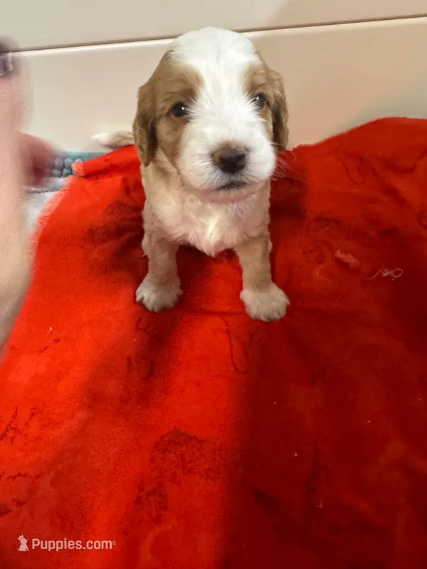 2girl – Australian Labradoodle puppy for sale in Bakersfield, CA