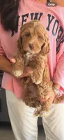 Pinky, a female Miniature Labradoodle for sale in Bakersfield, CA – 7 of 10