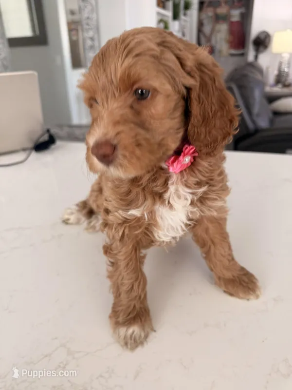 Pinky – Miniature Labradoodle puppy for sale in Bakersfield, CA