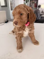 Pinky, a female Miniature Labradoodle for sale in Bakersfield, CA – Photo 1 of 10
